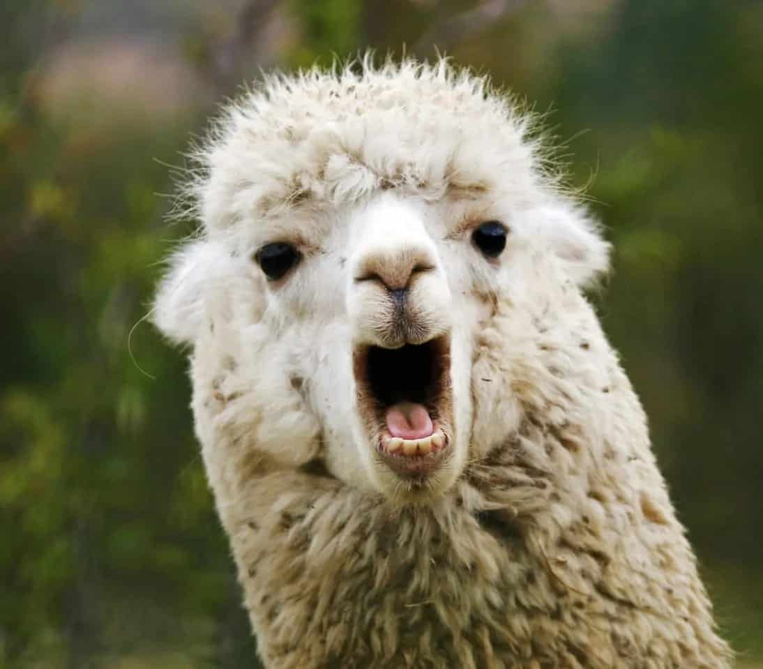 Image of unusual Lama with open mouth staring at the camera
